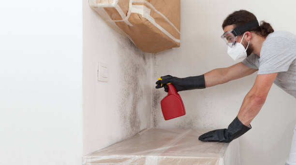 Professional Basement Mold Removal technician working in Patchogue, NY