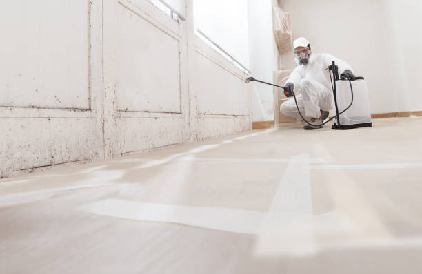 24/7 Emergency Basement Mold Removal experts in Patchogue, NY